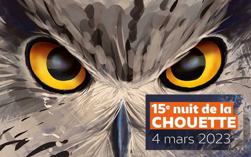 Nuit de la chouette (et après-midi)