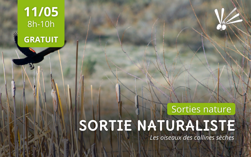 Sortie Naturaliste : les oiseaux des collines sèches