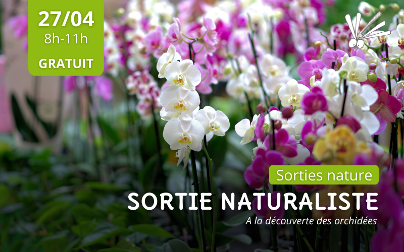 Sortie Naturaliste : à la découverte des orchidées