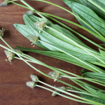 Sortie nature : la cuisine sauvage du printemps