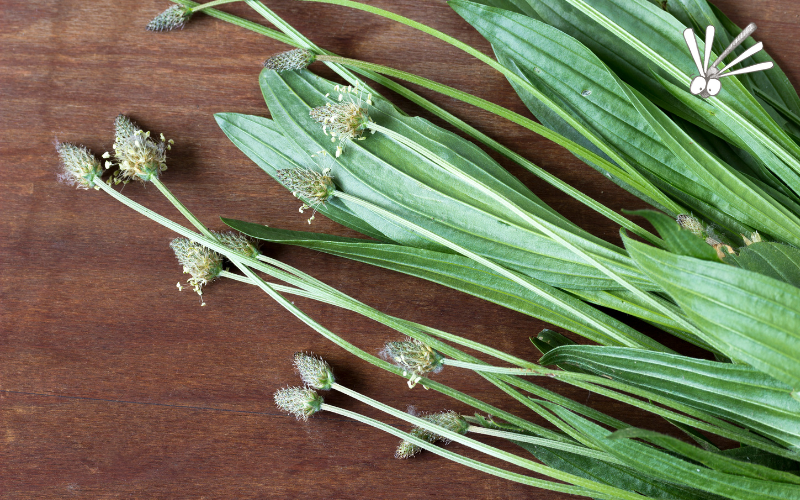 Cuisine des plantes sauvages