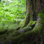 Sortie Nature : découverte sensorielle de la forêt du Waldeck