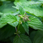 Sortie nature : plantes sauvages de ma rue