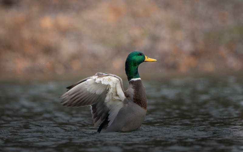 Colvert