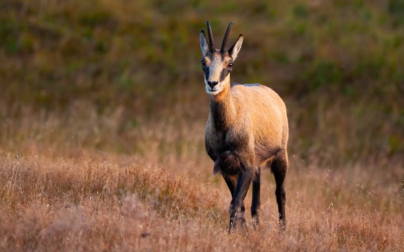 Chamois Hautes-Vosges