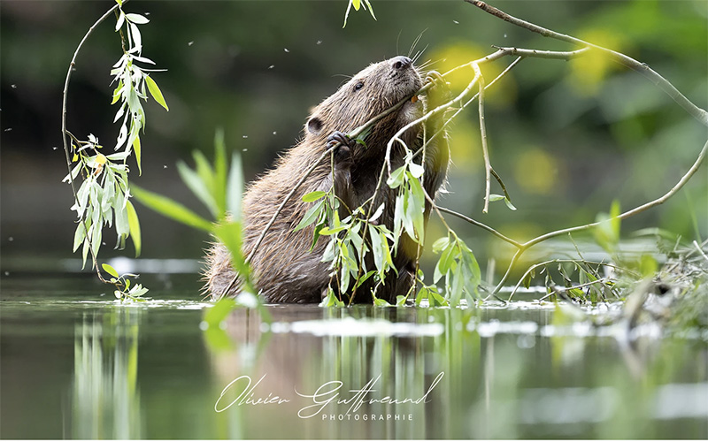 Photo de Castor