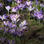 Sortie nature : premières fleurs de printemps