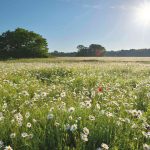 Ça fleurit dans la prairie !