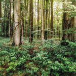 Découverte de la forêt au travers des sens