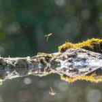 La faune et la flore du bord de l’eau
