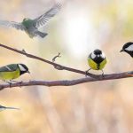 Le réveil des oiseaux