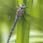 Libellule s’écrit avec 4 ailes