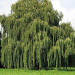 Saule qui peut !