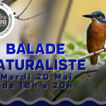 Balade naturaliste : À la découverte de la faune et de la flore du canal