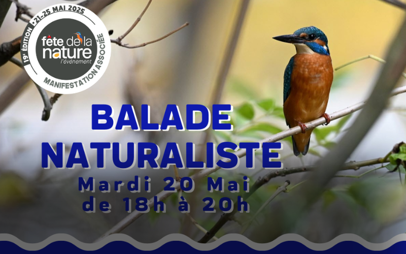 Balade naturaliste : À la découverte de la faune et de la flore du canal