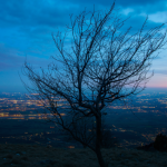 Rencontres et conférences : Comme un arbre dans la ville